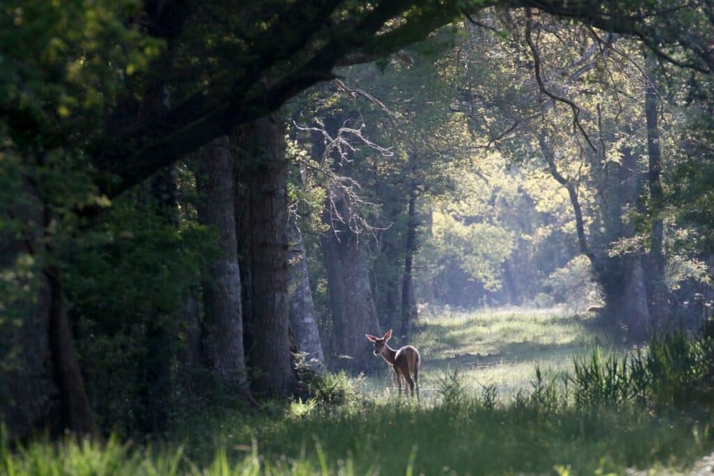 Domaine national de Chambord x Game Fair